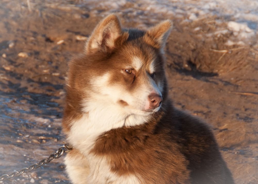 a picture of a husky in churchill manitoba